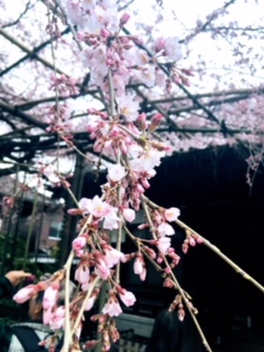 玉蔵院のしだれ桜